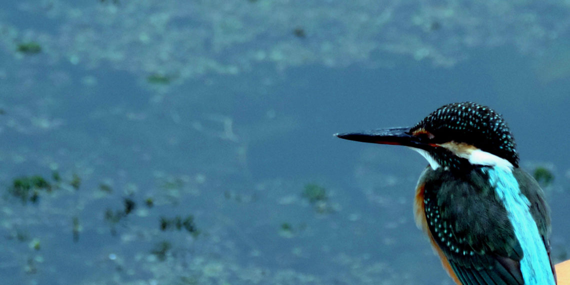 شدید ٹھند کے بیچ کنگ فشر نامی پرندہ جھیل ڈل کے پانیوں کا نظارہ کرتے ہوئے۔۔۔(فوٹو۔ ساحل میر)