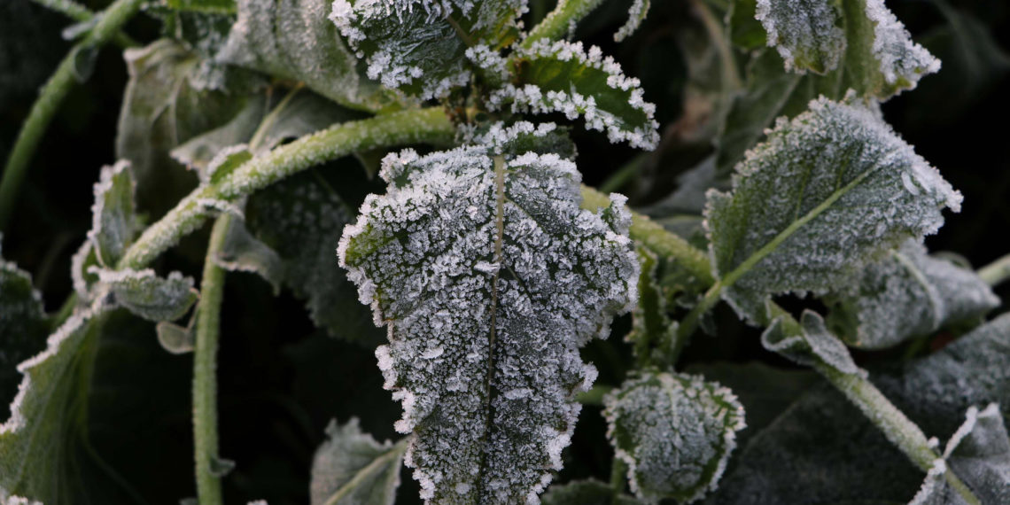 شدید ٹھنڈ کے دوران درختوں کے پتے منجمد پانیوں کی تحویل میں۔۔(فوٹو -ساحل میر)