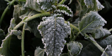 شدید ٹھنڈ کے دوران درختوں کے پتے منجمد پانیوں کی تحویل میں۔۔(فوٹو -ساحل میر)