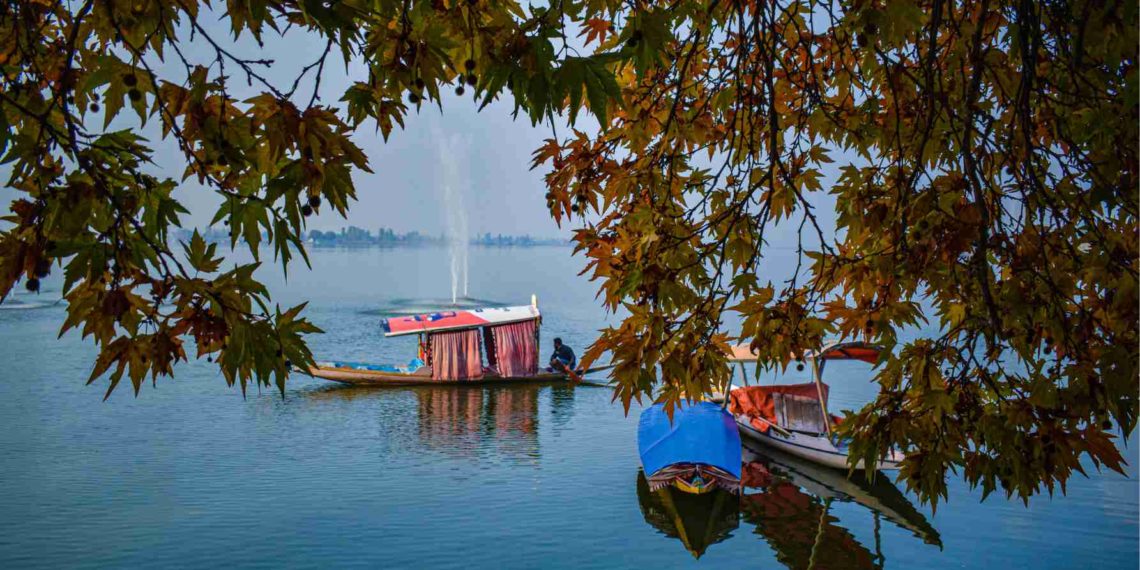 چنار کے زرد پتوں کے بیچ جھیل ڈل میں شکارے والاکشتی چلاتے ہوئے۔۔۔(فوٹو /ند ا ملک)