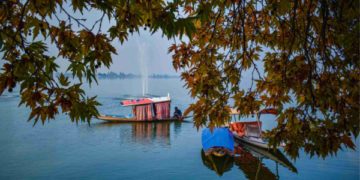 چنار کے زرد پتوں کے بیچ جھیل ڈل میں شکارے والاکشتی چلاتے ہوئے۔۔۔(فوٹو /ند ا ملک)