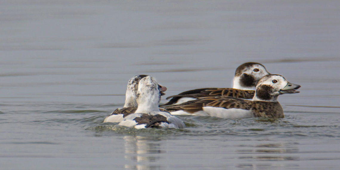 تاوُلر جھیل کے پانیوں پر بطخ کی ایک نایاب قسم نمودار۔۔۔فوٹو؛ساحل میر