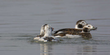 کشمیر: جھیل ولر میں 84 برسوں کے بعد بطخ کی ایک نایاب نسل