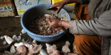 پھریمچھلی(موکڈ فش( کشمیر کی سردیوں کی لذت