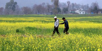 پونچھ کے مضافات میں خوشگوار دھوپ کے دوران نوجوان سرسوں کے کھیت سے گزرتے ہوئے۔۔۔فوٹو؛ساحل میر