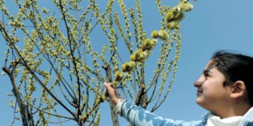 خوشگوار موسم کے چلتے کمسن بچی درخت کیساتھ تصیور لیتے ہوئے۔۔۔۔فوٹو؛ساحل میر