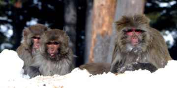 پہاڑی ضلع شوپیان میں منجمد برف کے دوران کئی بندر پناہ گاہ کی تلاش میں۔۔۔فوٹو؛ساحل میر