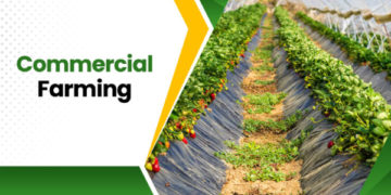 جموں و کشمیر حکومت نے تجارتی کاشت کے لیے 62 کروڑ روپے کے پروجیکٹ منظور کئے