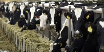 جموں و کشمیر میں ڈیری فارمنگ کا بڑھتا ہوا رجحان