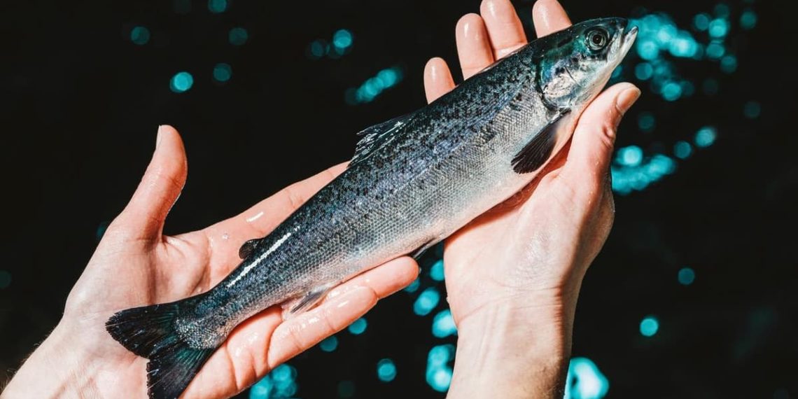 جموں و کشمیر میں مچھلی کی پیداوار کو بڑھانے کے لیے 176 کروڑ کے پروجیکٹ منظوری