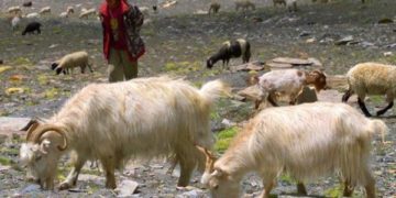فوج شورش زدہ مشرقی لداخ میں روایتی چراگاہوں میں چرانے والوں کی مدد کر رہی ہے