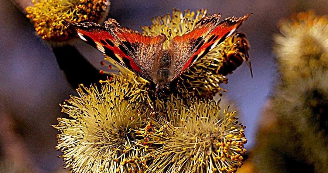 وادی میں خوشگوار دھوپ کے بیچ رنگ برنگی تتلی کا خوبصورت منظر۔۔۔۔فوٹو؛ساحل میر