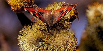 وادی میں خوشگوار دھوپ کے بیچ رنگ برنگی تتلی کا خوبصورت منظر۔۔۔۔فوٹو؛ساحل میر