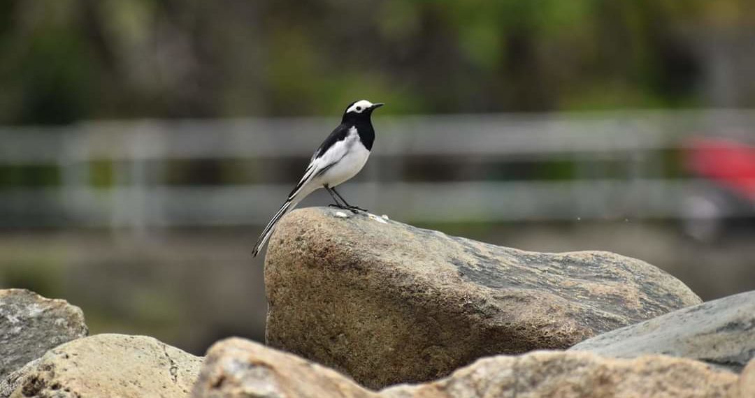 موسم میں مدہم تبدیلی کے بیچ مہاجر پرندے کی خوبصورت تصویر۔۔۔فوٹو؛ساحل میر