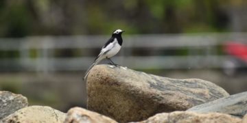 موسم میں مدہم تبدیلی کے بیچ مہاجر پرندے کی خوبصورت تصویر۔۔۔فوٹو؛ساحل میر