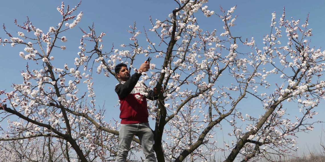 خوشگوار موسم کے بیچ نشاط باغ کا دلفریب اور خوبصورت منظر۔۔۔فوٹو؛ساحل میر