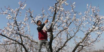 خوشگوار موسم کے بیچ نشاط باغ کا دلفریب اور خوبصورت منظر۔۔۔فوٹو؛ساحل میر