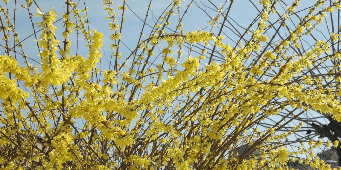 بہار کی آمد کیساتھ ہی وادی میں کھلے ہوئے درختوں کا خوبصورت منظر۔۔۔فوٹو ( ساحل میر)