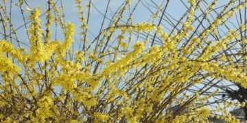 بہار کی آمد کیساتھ ہی وادی میں کھلے ہوئے درختوں کا خوبصورت منظر۔۔۔فوٹو ( ساحل میر)