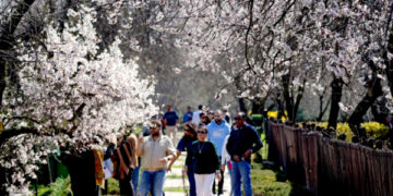 وادی میں بہار کی آمد کیساتھ ہی باغات میں سیاحوں کا رش بڑھنے لگا۔۔۔فوٹو؛ساحل میر