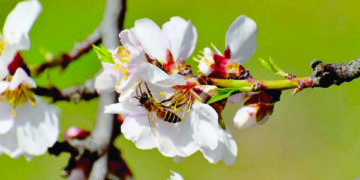 موسم بہار سے قبل سرینگر کی بادام وآر کا ایک خوبصورت منظر۔۔۔فوٹو؛ساحل میر