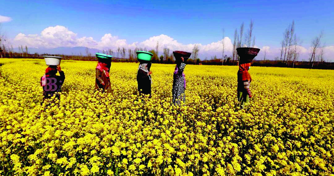 وادی کشمیر میں سرسوں کے لہلہاتے کھیت کا دلکش منظر۔۔۔فوٹو؛ساحل میر