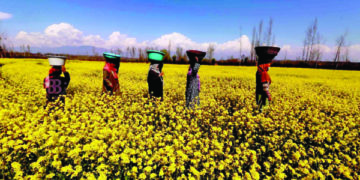 وادی کشمیر میں سرسوں کے لہلہاتے کھیت کا دلکش منظر۔۔۔فوٹو؛ساحل میر