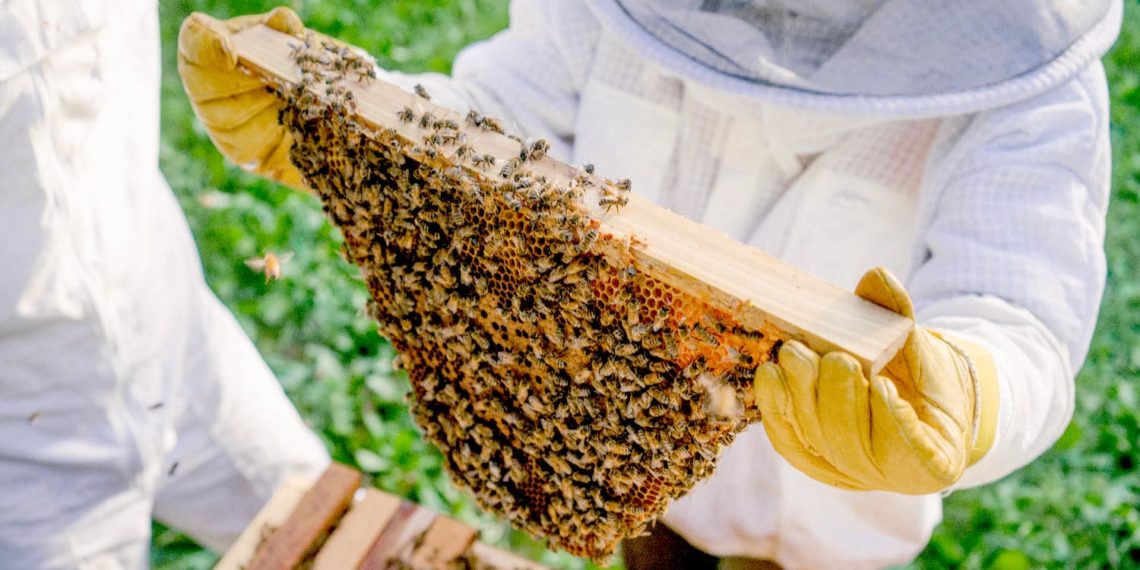 جموں و کشمیر میں شہد کی مکھیوں کی 1,43,000 نئی کالونیاں قائم کی جائیں گی۔ حکام