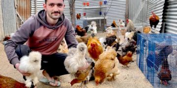 غیر ملکی نسل کے مرغوں کا پالٹری فارم قائم کرنے والا نوجوان راہل مشتاق