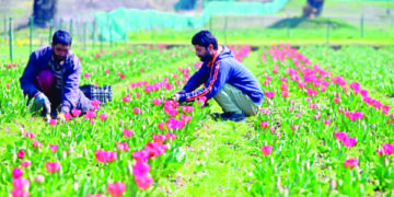 باغ گل لالہ کو سیاحوںکیلئے سجانے کی تیاریاں زوروں پر۔۔۔فوٹو؛ساحل میر