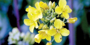 وادی میں موسم بہار کی آمد سے قبل درختوں کی ٹہنیوں پر کھلے ہوئے پھول۔۔۔فوٹو؛ساحل میر