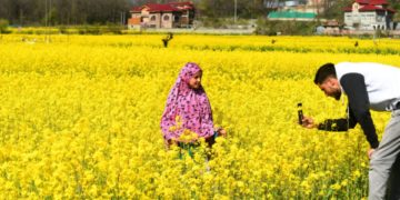 سرسوں کے لہلہاتے کھیت میں چھوٹی بچی تصویر کھنچواتے ہوئے۔۔۔فوٹو؛ساحل میر