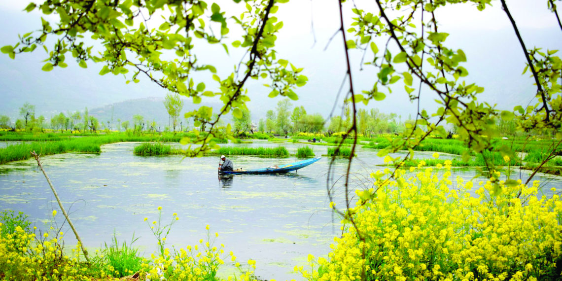 جھیل ڈل میں شکارے والا گہرے پانی سے ندرو نکالتے ہوئے۔۔ ساحل میر