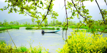 جھیل ڈل میں شکارے والا گہرے پانی سے ندرو نکالتے ہوئے۔۔ ساحل میر