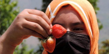 سرینگر کے مضافات میں کسان سٹرا بیری کی فصل کاٹتے ہوئے۔۔۔ساحل میر