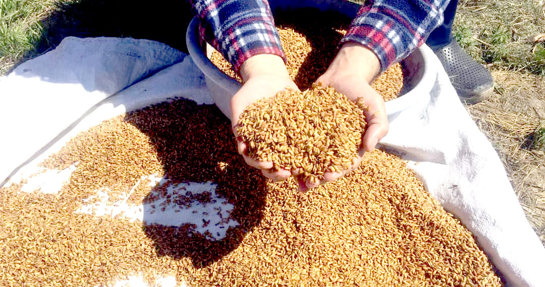 جنوبی کشمیر کے پلوامہ میں کسان دھان کے بیج کو بونے کی تیاریاں کرتے ہوئے۔ساحل میر