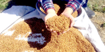 جنوبی کشمیر کے پلوامہ میں کسان دھان کے بیج کو بونے کی تیاریاں کرتے ہوئے۔ساحل میر