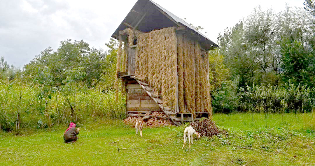 سرینگر کے مضافات میں لکڑیوں سے خالص بنے ہوئے گھر کی ایک جھلک۔۔۔فوٹو؛،ساحل میر