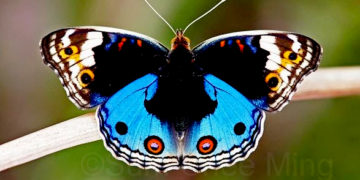 بلیو فانسی جموں و کشمیر کے مرکز کے زیر انتظام علاقے کی تتلی قرار