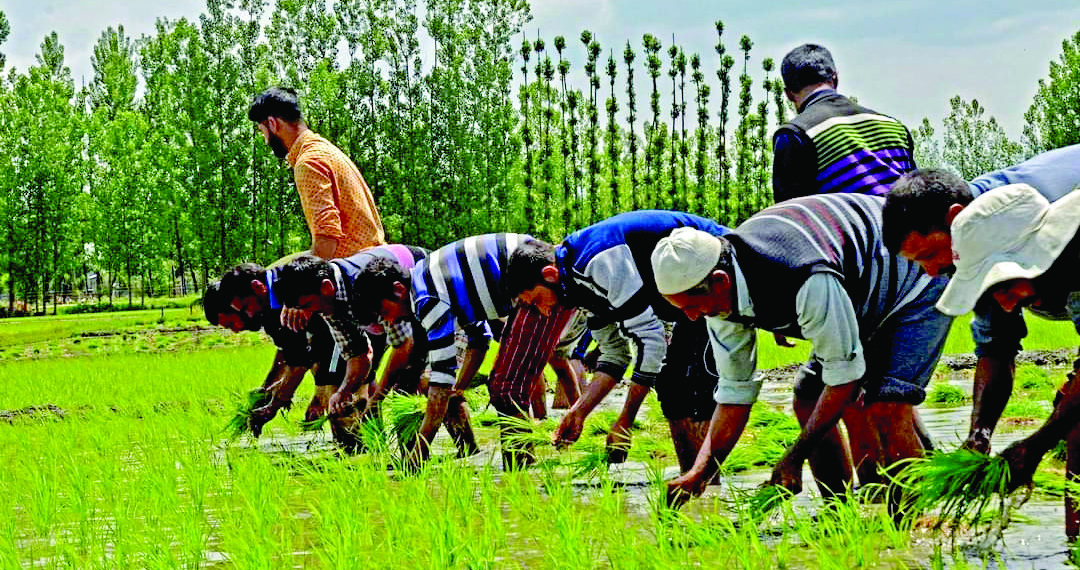 کشمیری گھرانے دھان کے کھیتوں میں پنیری کی فصل اُگانے کے دوران۔۔۔ساحل میر
