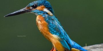 بیلوارڈ کے بنڈ پر براجمان کنگ فشر نامی پرندہ پانی میں خوراک کی تلاش کرتے ہوئے۔۔ ساحل میر