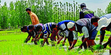 کشمیری گھرانے دھان کے کھیتوں میں پنیری کی فصل اُگانے کے دوران۔۔۔ساحل میر
