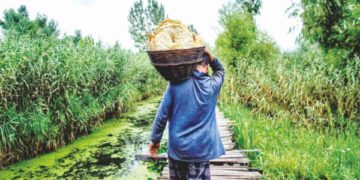 جھیل ڈل کے اندرونی علاقہ میں شہری کندھوں پر تازہ روٹیوں کا ڈھیر لیتے ہوئے۔۔۔۔ساحل میر