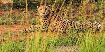 'چیتا کی موت قدرتی ہے: پینل کے سربراہ کا کہنا ہے کہ کونو میں بڑی بلیوں کے لیے کافی جگہ ہے