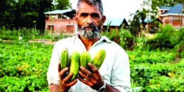 کولگام کے وانی گنڈ گائوں میں باغ مالکان روزانہ تین ہزار کلو کھیرے کاٹ رہے ہیں۔۔۔ فوٹو ۔۔ساحل میر