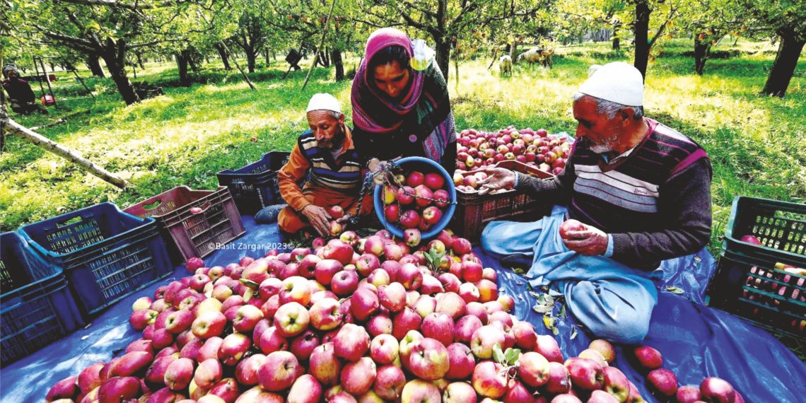 وادی میں باغ مالکان سیب کی فصل کو اُتارتے ہوئے۔۔۔ساحل میر