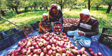 وادی میں باغ مالکان سیب کی فصل کو اُتارتے ہوئے۔۔۔ساحل میر