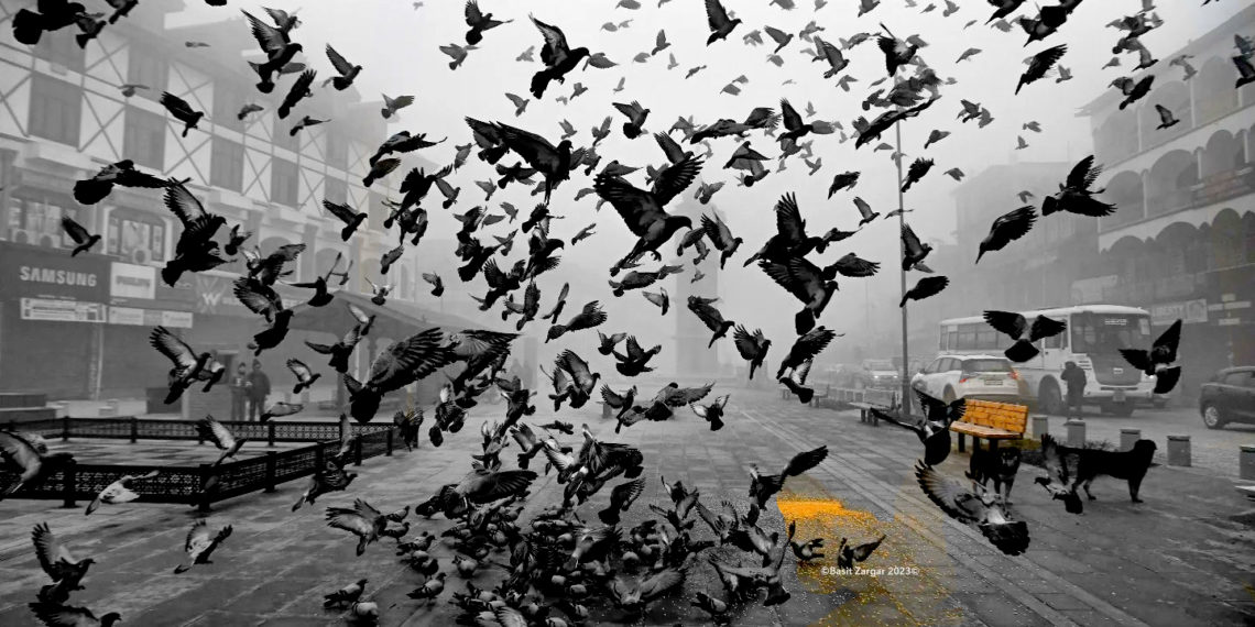 گھنٹہ گھر لعل چوک میں جمعہ رات کو گہری دھند کے بیچ کبوتر اُڑان بھرتے ہوئے۔ (فوٹو :ساحل میر)