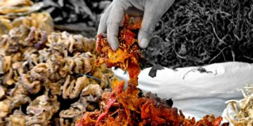 سردیوں میں کشمیر کے معروف ترین ہوکھ سیون کے کئی اقسام۔۔۔۔(فوٹو :ساحل میر)