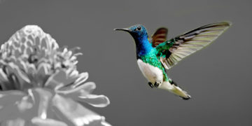 کس طرح ہمنگ برڈز پرواز میں ذہنی گیئرز کو تبدیل کرتے ہیں